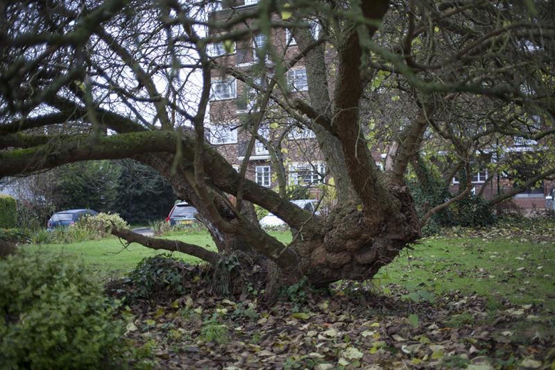 Mulberry Close Morus Londinium