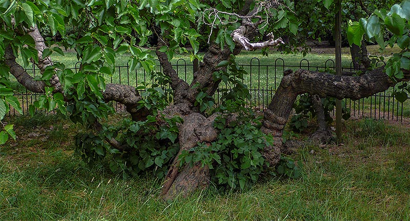 The Sayes Court mulberry in 2011.
