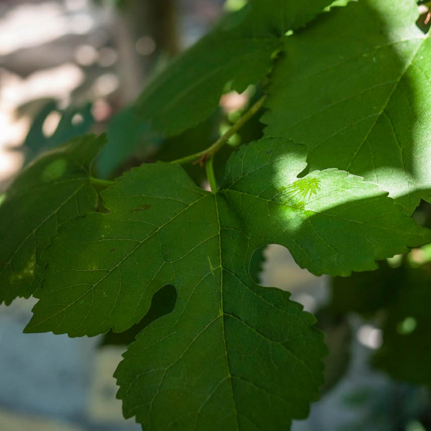 Black mulberry leaf