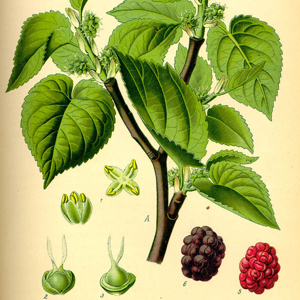 Black mulberry features (Source: Wikimedia Commons)