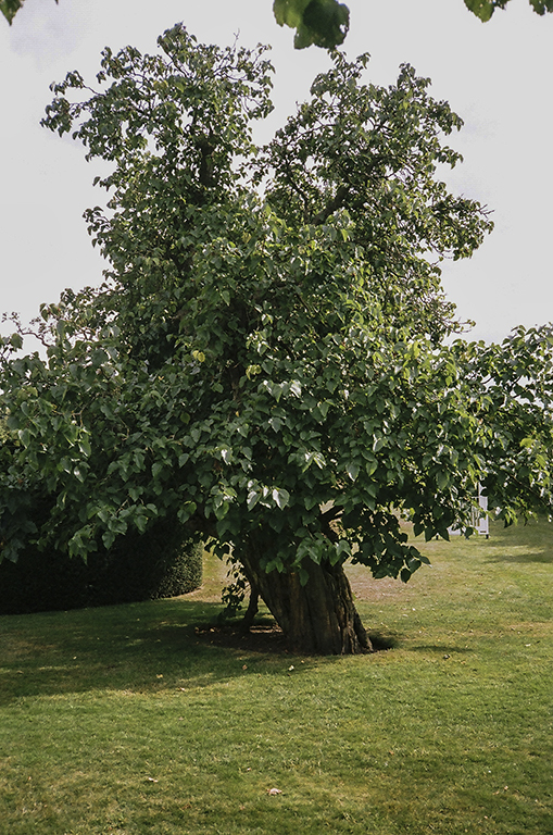 Photo of Hatfield House West Garden
