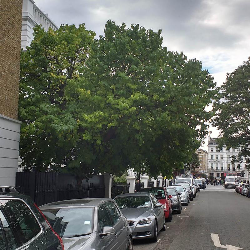 Photo of Thurloe Street