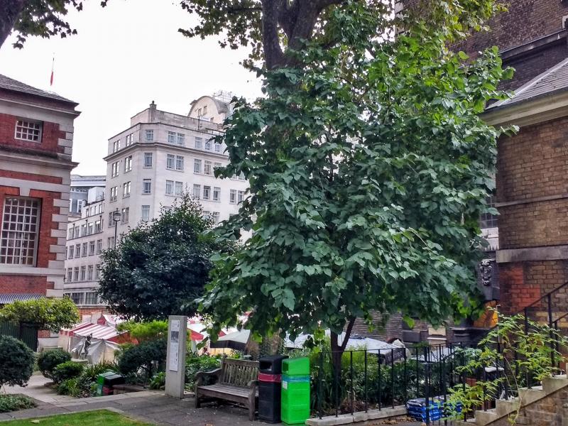 Photo of Southwood Garden