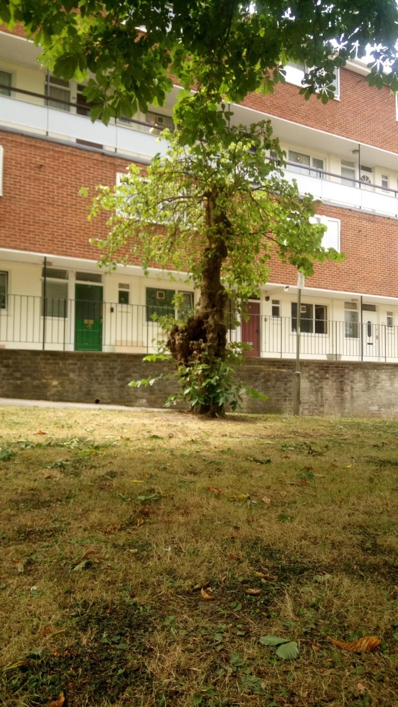 Petersfield Rise/Roehampton Lane Morus Londinium