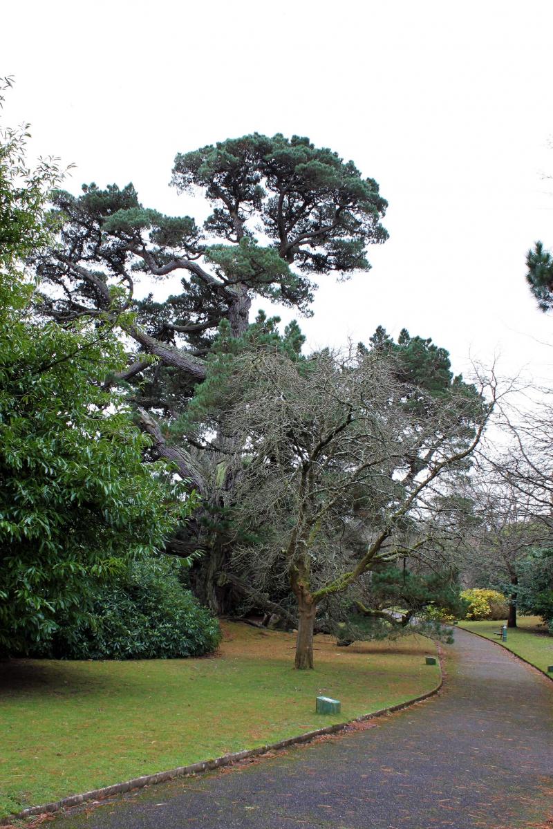 Photo of Sidmouth-Arboretum
