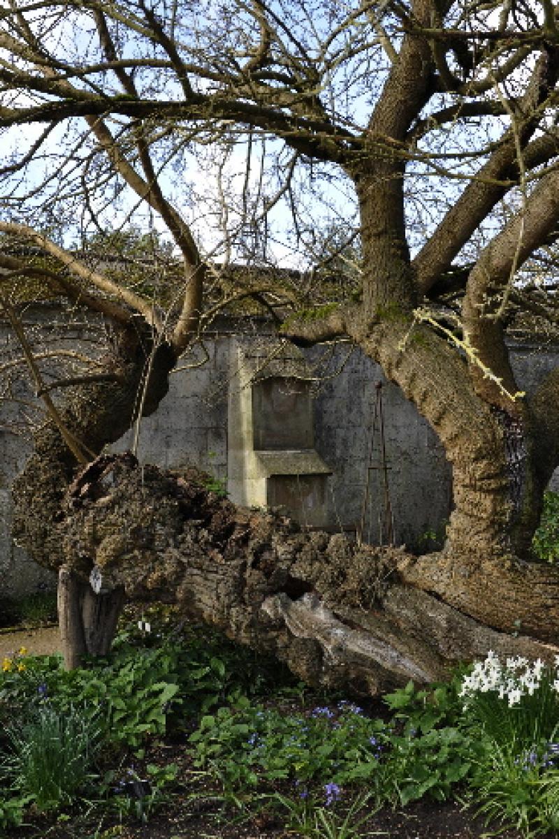 Photo of Oxford Botanic Garden