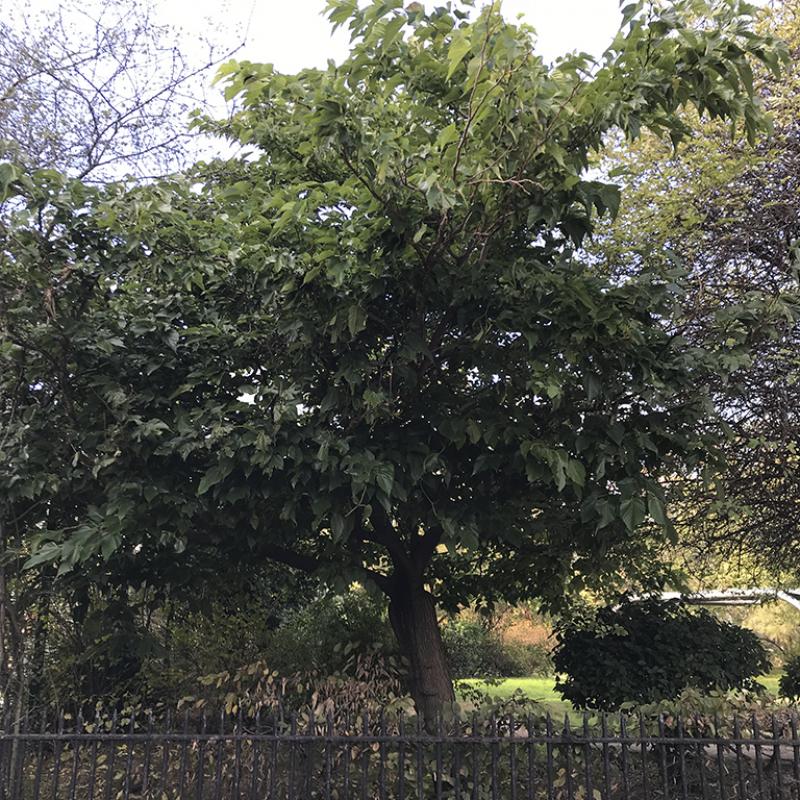 Photo of Clerkenwell Mulberry Garden