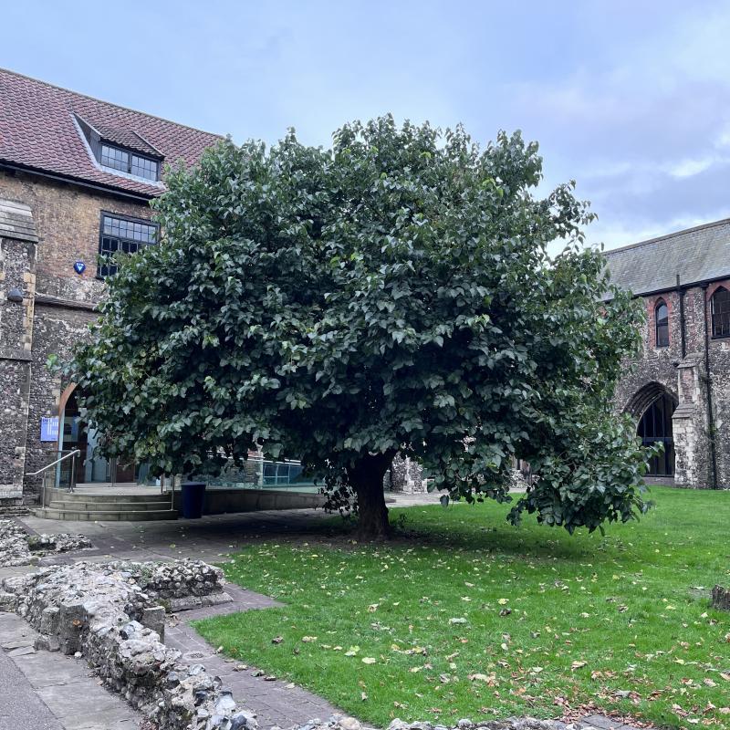 Photo of The Halls Norwich