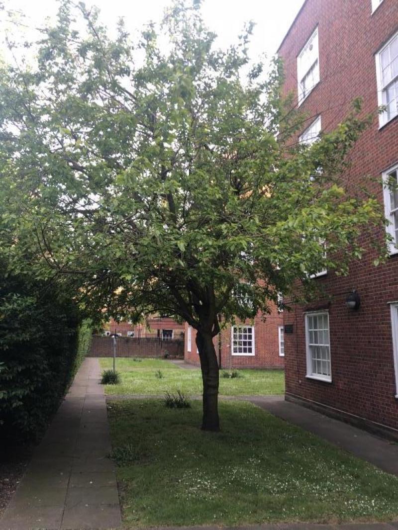 Photo of Mulberry House Victoria Park Square Gardens