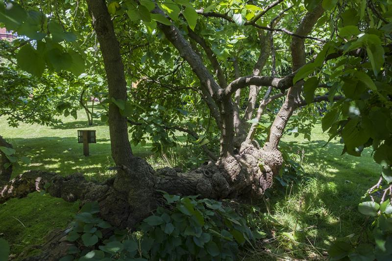 Photo of Elm Park Gardens
