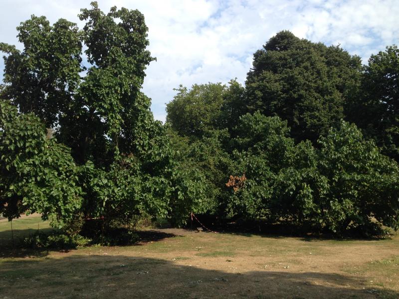 Photo of Valentine's Park