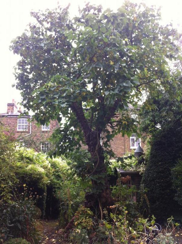 Wimbledon Park Road Morus Londinium