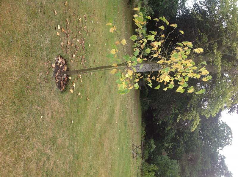 Park Drive East Sheen Morus Londinium