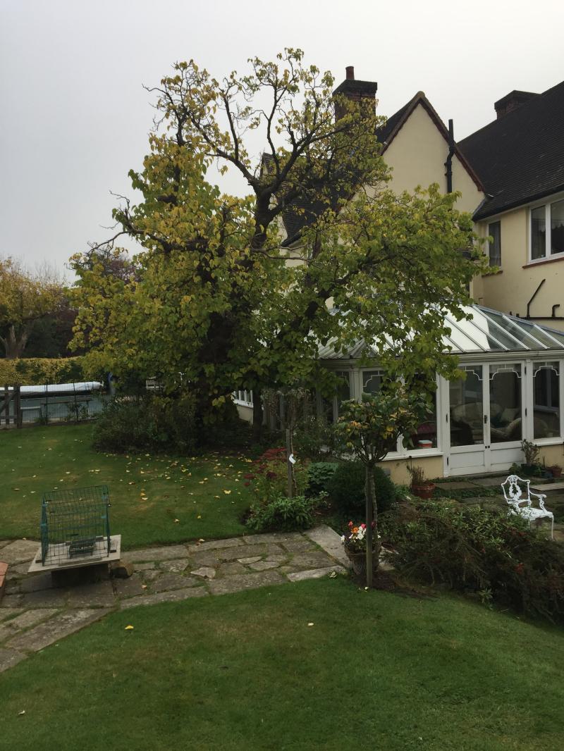 Belvedere Drive Morus Londinium