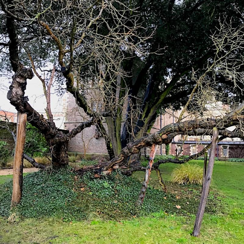 Photo of Jesus College Cambridge