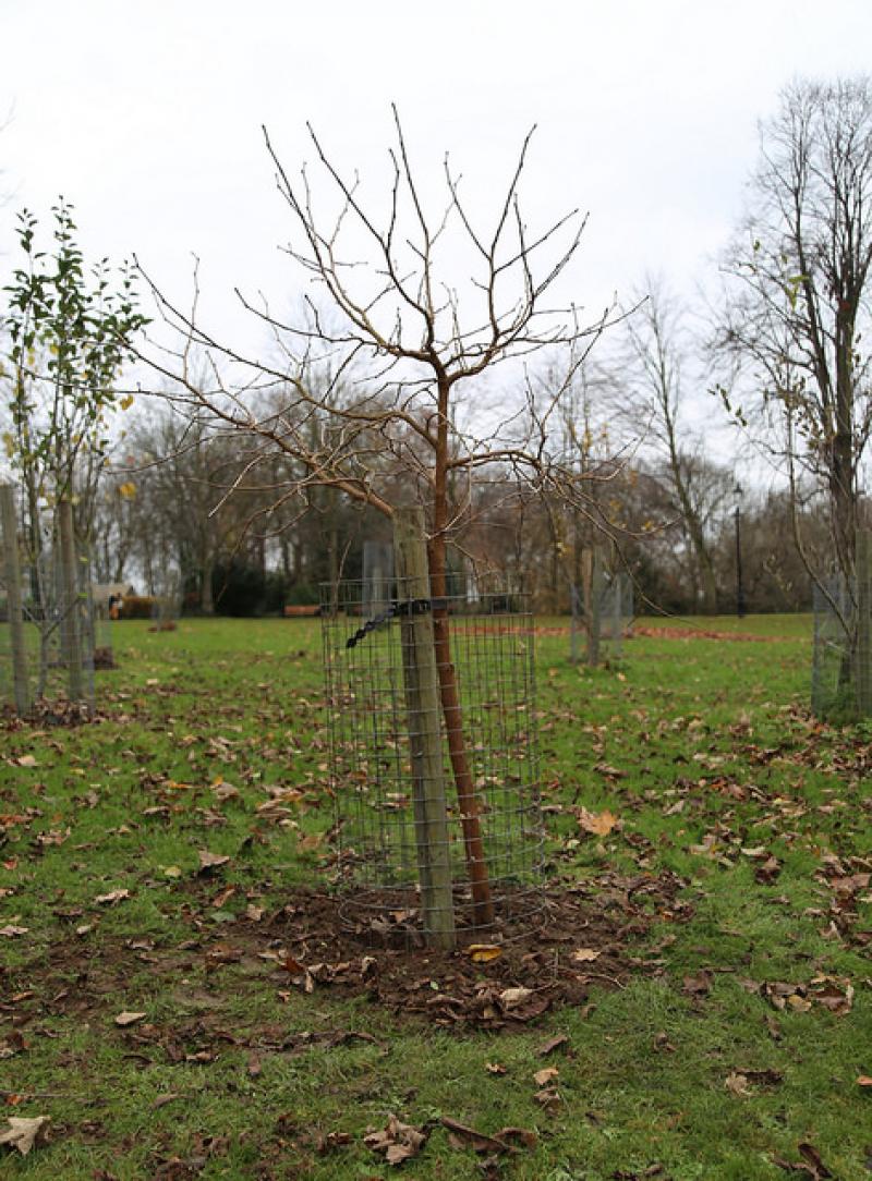 Photo of The Grove Alexandra Park