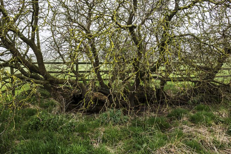 Photo of Groton Winthrop Mulberry