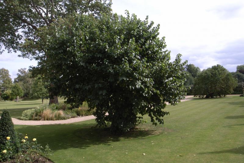 Photo of Merton College Oxford Morus nigra 2