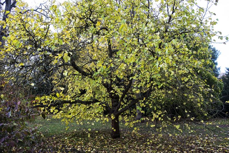 Photo of Trinity College Oxford black mulberry