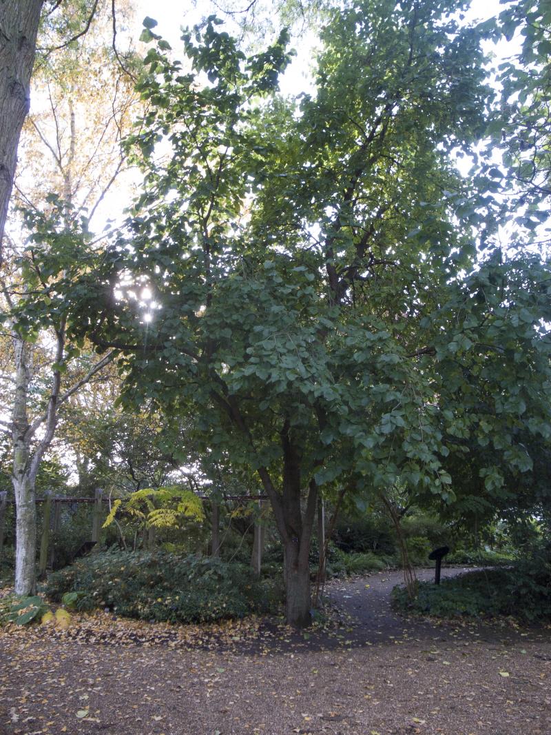 Photo of Chelsea Physic Garden Morus Nigra