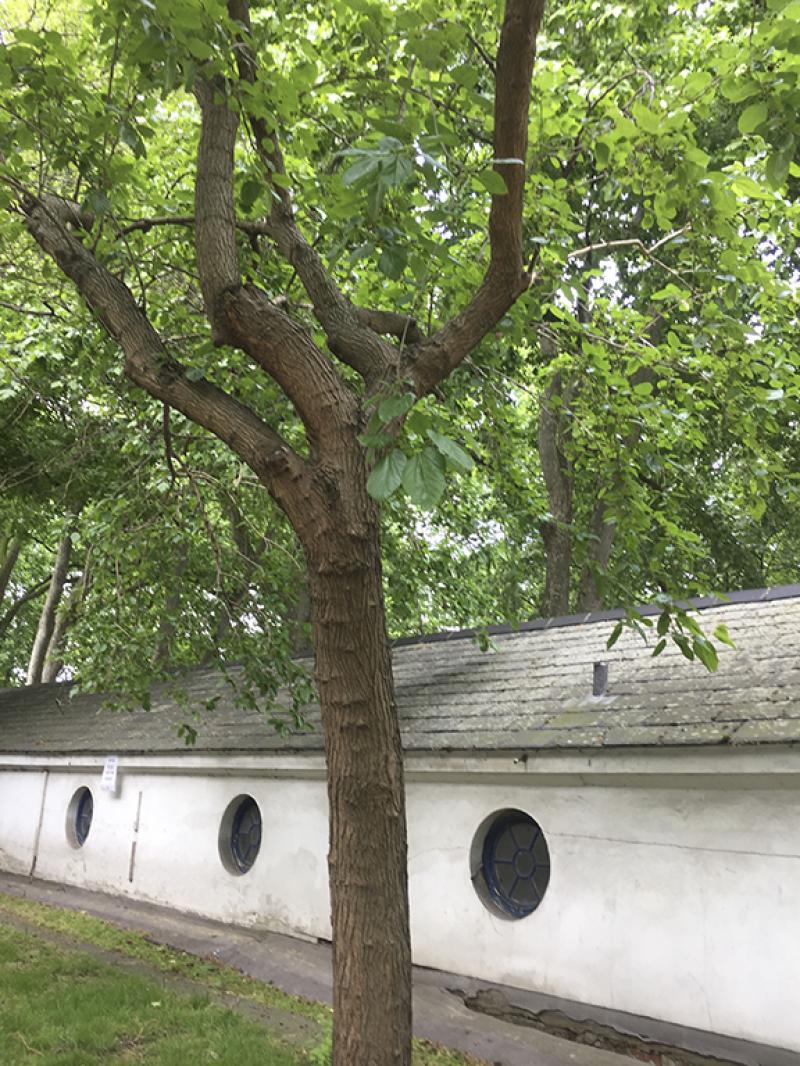 Photo of Coram's Fields