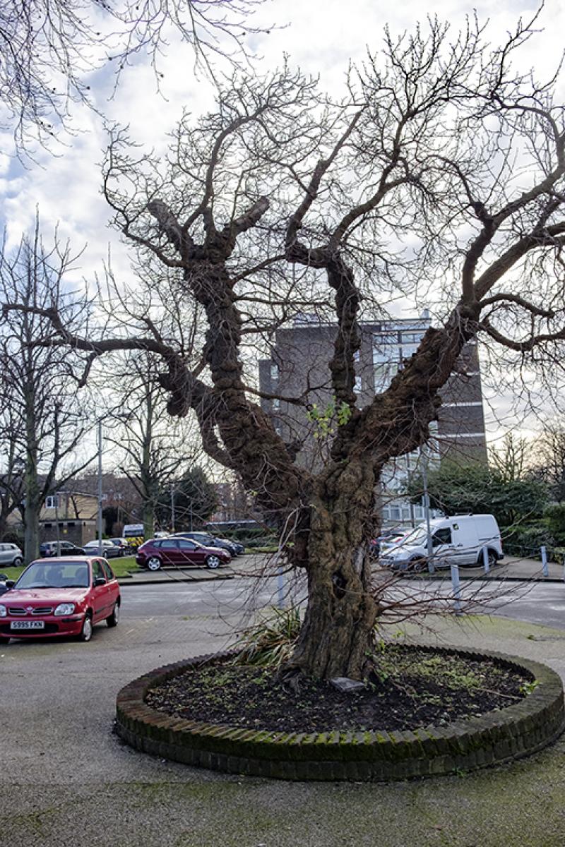Photo of Dr Johnson's mulberry Colson Way