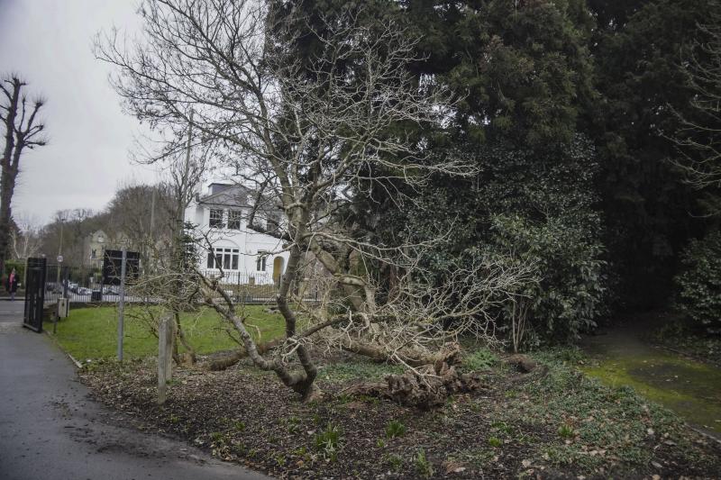 Photo of Golders Hill Park