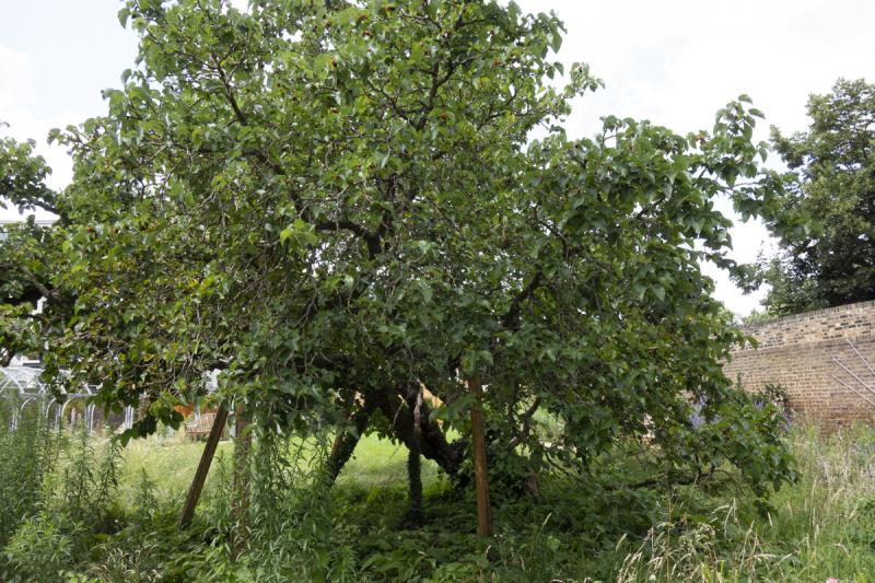 Photo of Hogarth's House