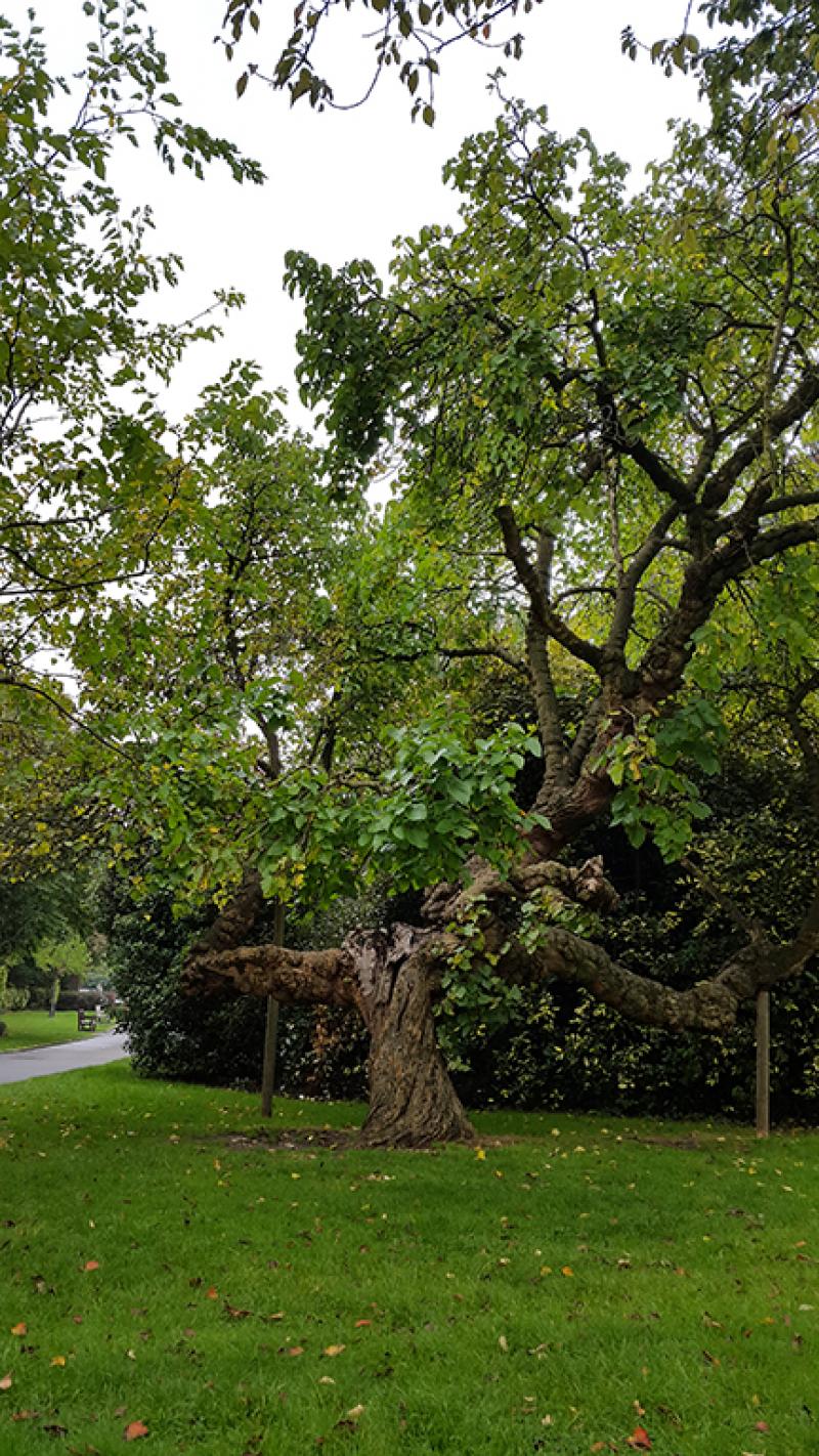 Photo of Kelsey Park Beckenham