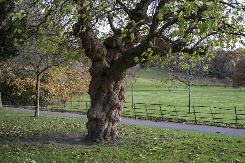 Photo of Beckenham Place Park