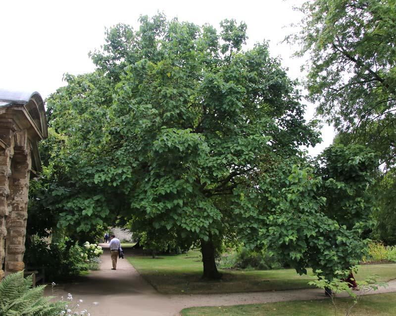 Photo of Oxford Botanic Garden