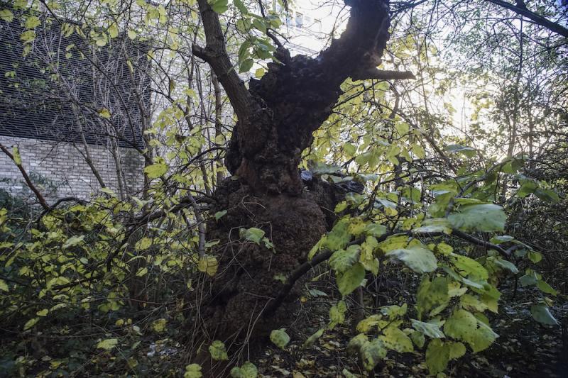 Photo of Mistral Community Garden West