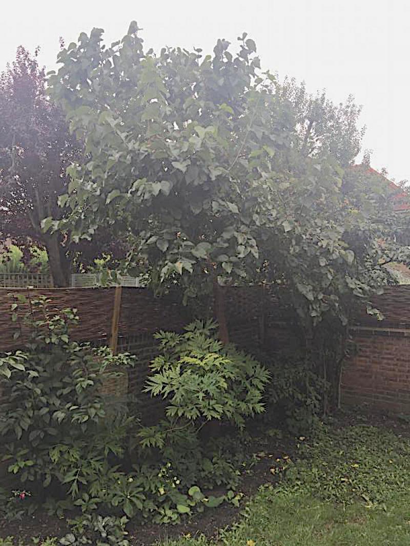 St Helen Gardens W10 Morus Londinium