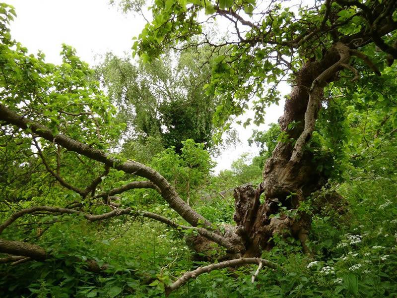 Photo of Rookery Garden Streatham Common