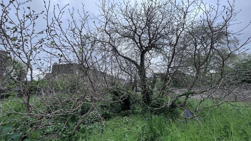 Photo of Queens Orchard, Greenwich Park