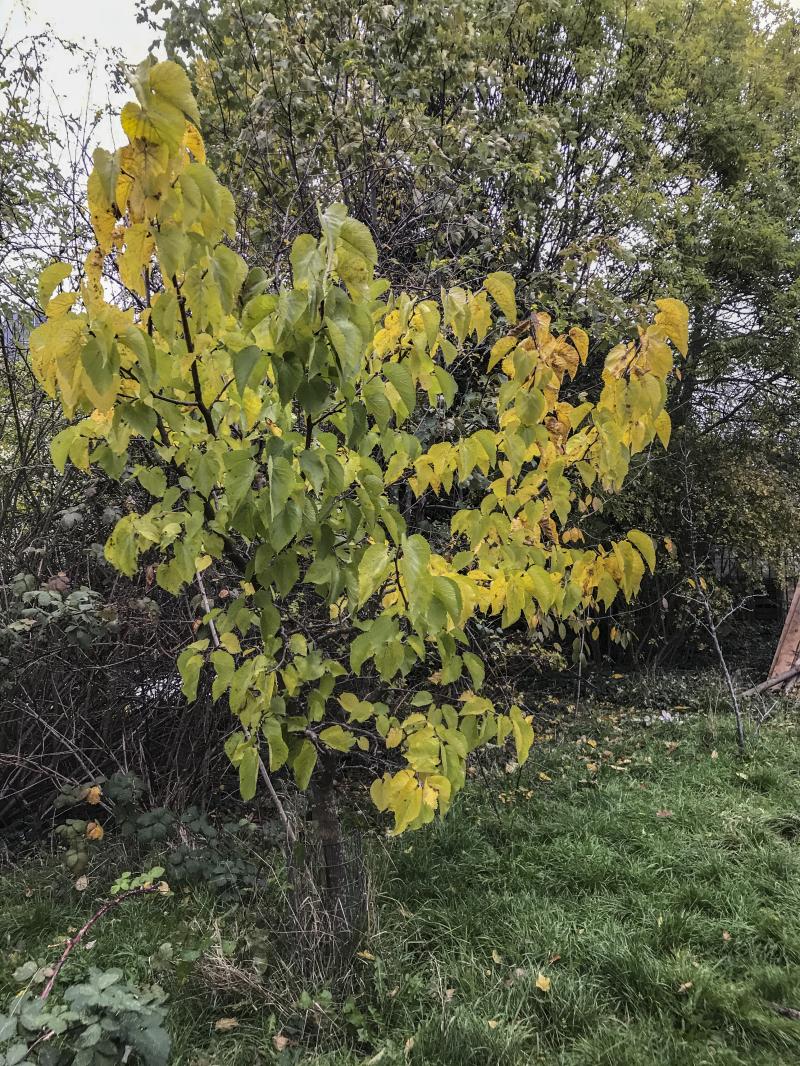 Photo of Ruskin Park