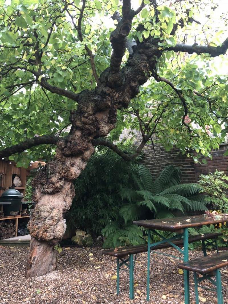 Southwell Road Morus Londinium