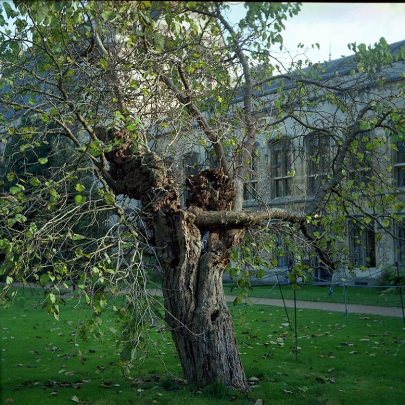 Photo of Fellows Garden Black Mulberry