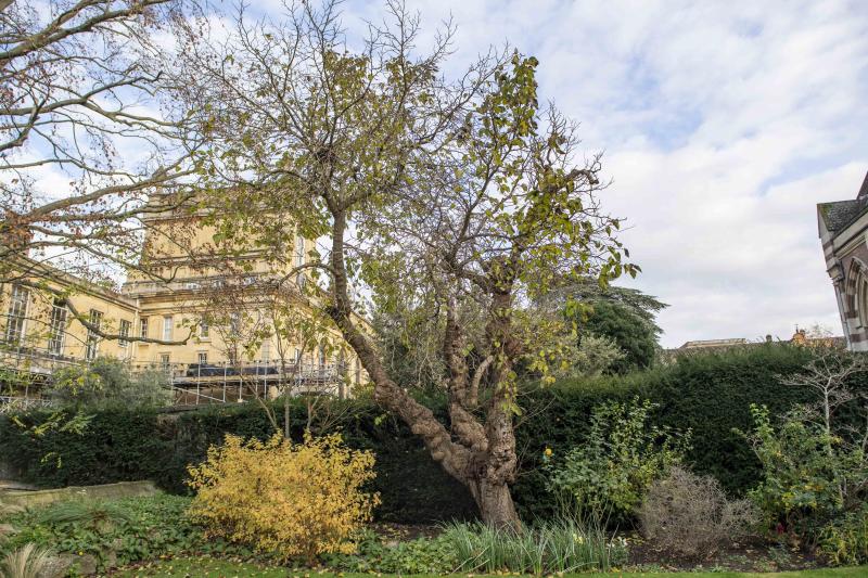 Photo of Balliol College Oxford Fellows Garden