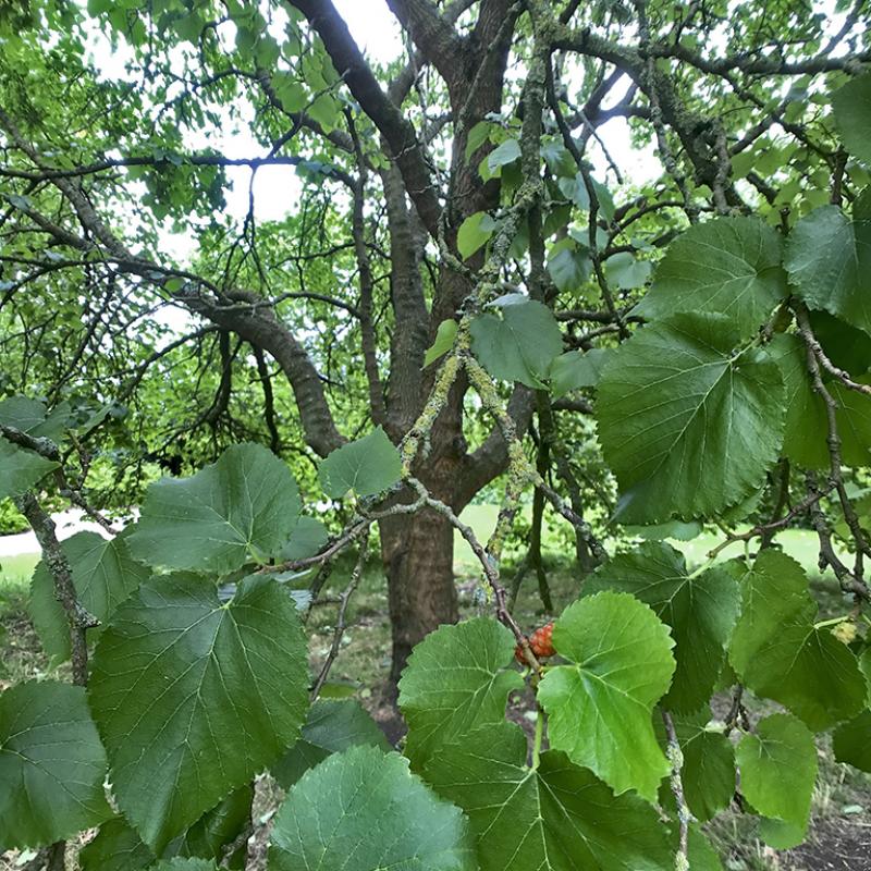 Photo of Regents Park Inner Circle