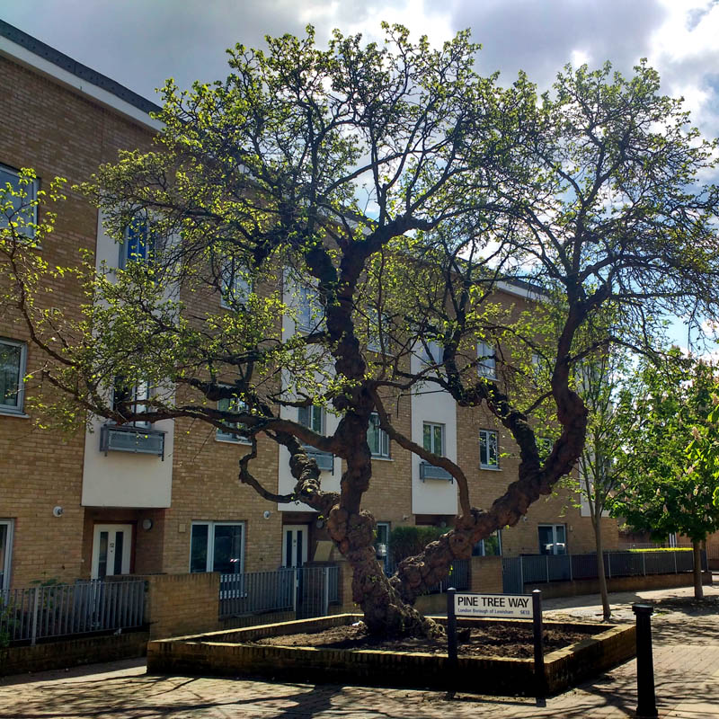 Photo of Pine Tree Way, Lewisham